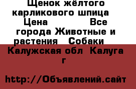 Щенок жёлтого карликового шпица  › Цена ­ 50 000 - Все города Животные и растения » Собаки   . Калужская обл.,Калуга г.